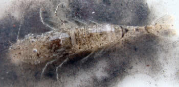 Shrimps (Crangon spp)